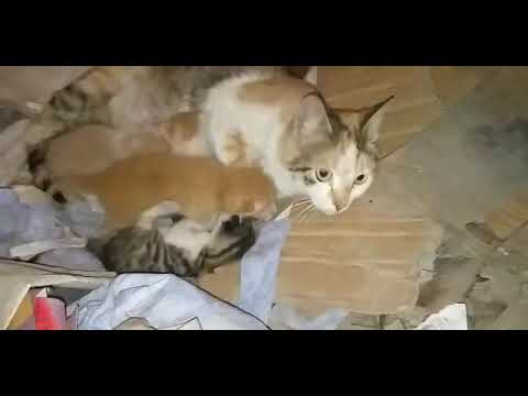 Mother cat doesn't want anyone to touch her kittens while breastfeeding
