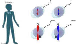 Génétique: gènes liés