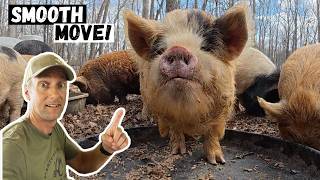 We Moved ALL Our Kunekune Pigs in ONE Day!