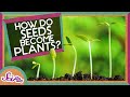 How Does A Seed Become A Plant? | Backyard Science | SciShow Kids