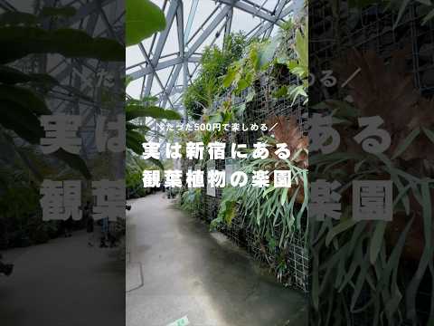 セダム ハイロテレフィウム 'Herbstfreude'