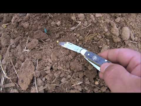 Pumpkin Patch Update