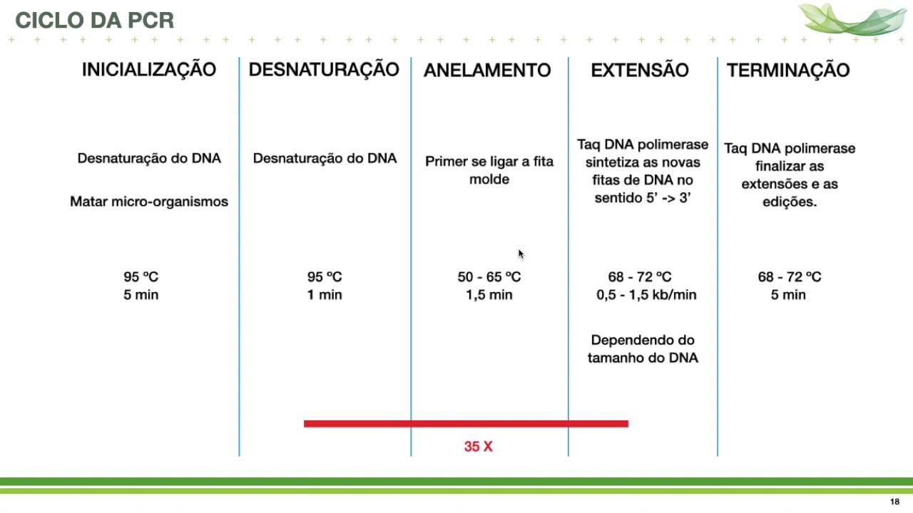 PCR e desenho de primers. Uma visão geral