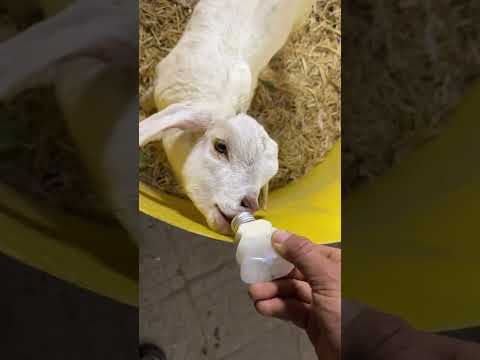Süt Aşkı - #farm #sheep #hayvancılık #asmr
