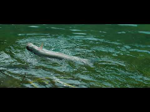 Ribolov na rijeci Gacka - Fly Fishing on Gacka river