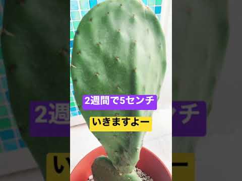 園芸 幾何学的なテフロカクタス、幾何学的なウチワサボテン