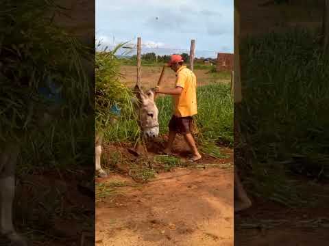Plantios de capim no interior da Paraíba