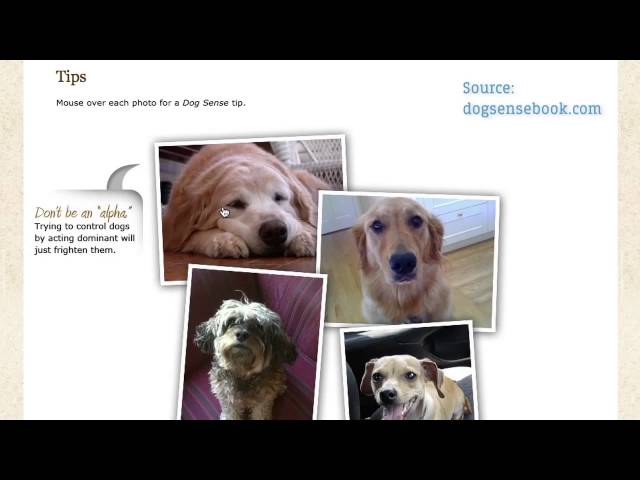 Vídeo relacionado con Entender a nuestro perro (Animales de Compañía)