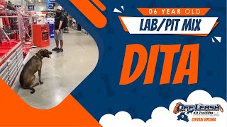Download Lagu 6 YO Lab/Pit Mix | Dita | Best Virginia Dog Trainers | RVA Thumbnail