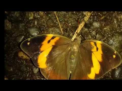 TRAMPA PARA CACTURA DE OPSIPHANES CASSINA
