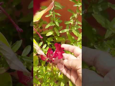 Some different type of red color seeds plant. { unknown name}and cocks comb flower in terrace.