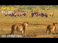 WILD NAMIBIA The Struggle For Survival In The Vast Desert Animal Documentary