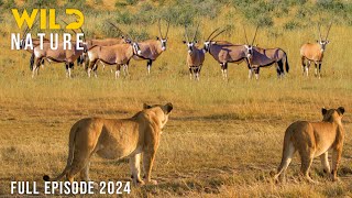 Download lagu WILD NAMIBIA | The Struggle for Survival in the Vast Desert | Animal documentary mp3