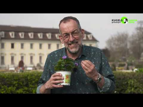 Schmetterlingsvanille 2022: Essbare Balkonpflanze des Jahres!