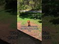 Skinwalker Disguised As A Dog #shorts #ytshorts #viral #scary