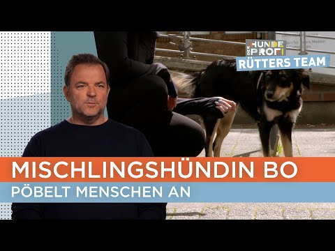 Frauchen Rabea macht sich Sorgen, dass es eskaliert 😳 | Der Hundeprofi - Rütters Team