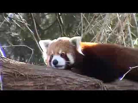 Drop Bear with cockatoo