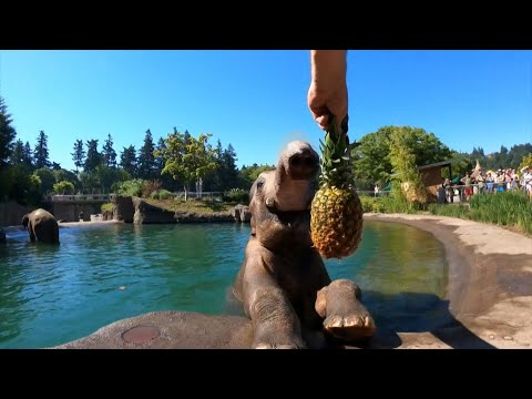 Asian elephants at Oregon Zoo enjoy the pool to beat US heatwave | AFP