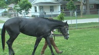 Silent Tactic scratched from Kentucky Derby with foot issue; Great White moves into field