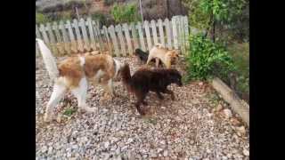 preview picture of video 'Peludos en Peludos Residencia para Perros y Gatos'