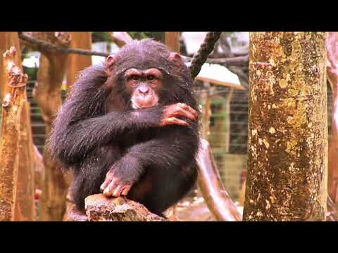 Sierra Leone Tourism- Nature