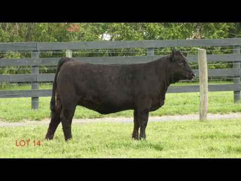 Lot 14 Stars & Stripes