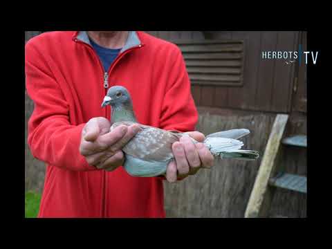 Lambert Jean Charles ( Pesche ) - 1st National Barcelona 6,916 old birds Belgium 2021