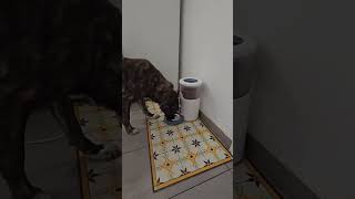 Panasonic CP JNF01CW Comedero Inteligente de Mascotas, COMEDERO INTELIGENTE PANASONIC OTRO NIVEL EN