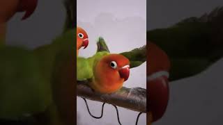 Download lagu Burung Lovebird Koloni Birahi Minta Kawin mp3