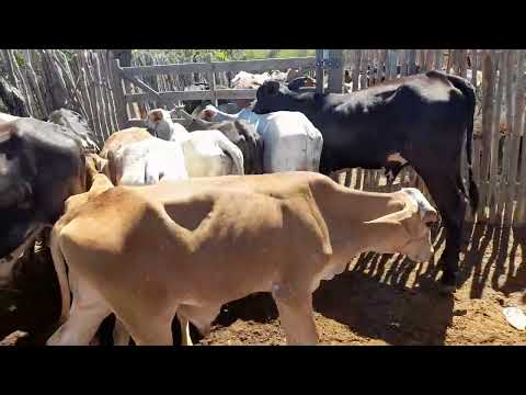 Feira de gado no gavião de juru paraiba dia 04/10/2025