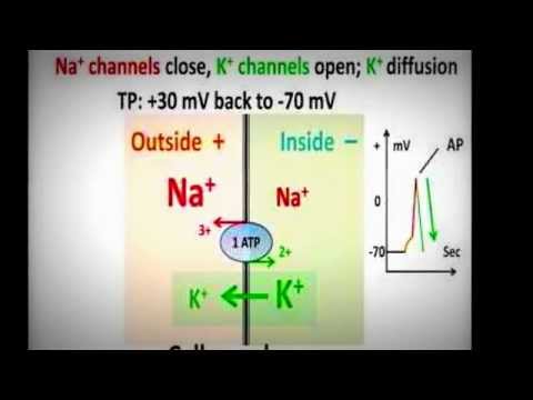 Ap Biology: Nervous System