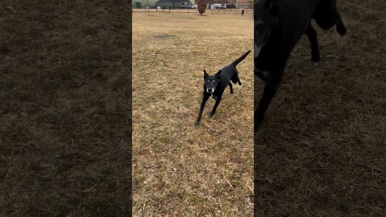 Enlarge Maxx, a ADOPTABLE mixed breed in Aurora, IL video 4/4