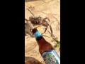Crab steals beer bottle Crab steals beer bottle