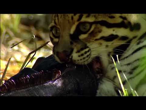 Ocelot kills an Iguana