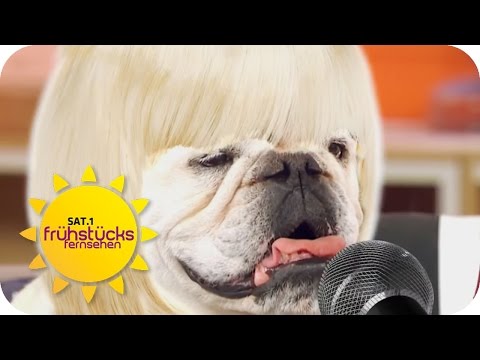 JAHRESRÜCKBLICK 2016 | SAT.1 Frühstücksfernsehen