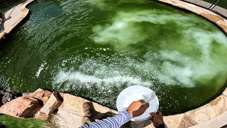 Disgusting Pool Transformation For Home Sellers POV and Jump In At The End!