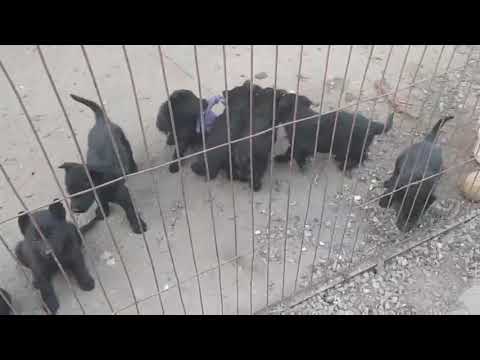 Развитие инстинкта добычи на питомнике «Schwarzer Fluss», щенкам 1.5 месяца.