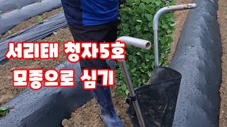 서리태 청자5호 모종으로 심기 모종 이식기 풀뿌리농장 농사이야기 (콩재배방법)