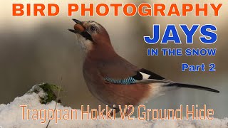 BIRD PHOTOGRAPHY-HOW TO- JAYS IN THE SNOW Pt.2