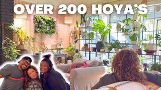 Plant tour: over 200 hoyas in one home
