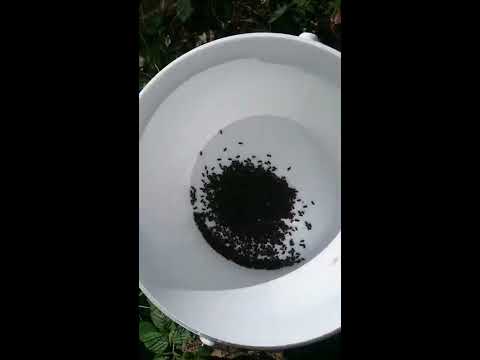 Effektive Borkenkäfer-Bekämpfung mit einer Schlitzfalle