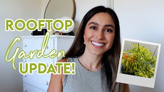 Apartment Herb and Vegetable Garden Update: Small Rooftop Garden Success and Struggles