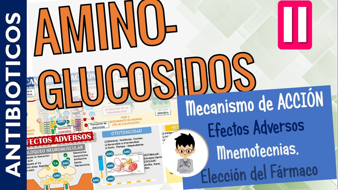 AMINOGLUCOSIDOS,  MECANISMO DE ACCIÓN, Efectos Adversos, Farmacocinética, INDICACIONES | PARTE 2