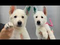 The Cuteness Aggression Is Real With This Adorable Little Shepherd Puppy