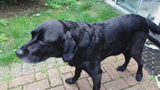 Snoopy (9), Day 14 - Post TPLO Surgery.