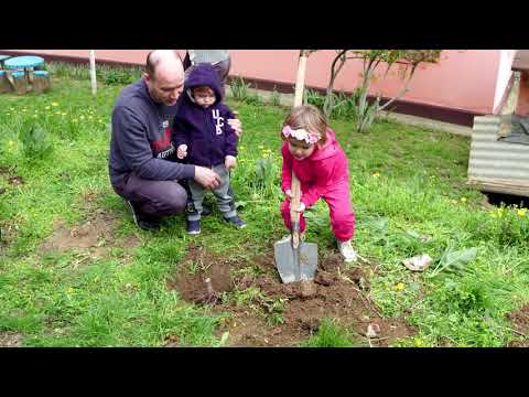 Iskrice i Munje     "Čuvajte svoje drvo"