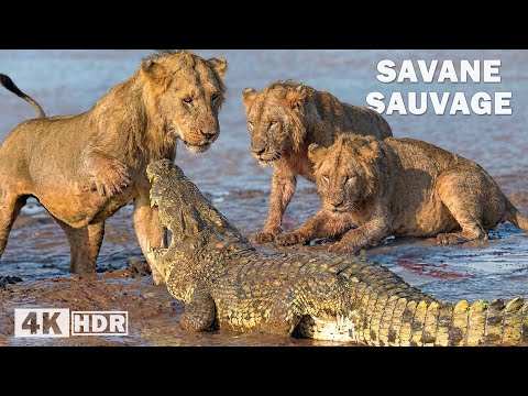 SAVANE SAUVAGE | L’Ascension du Lion vers le Trône Suprême | Documentaire animalier