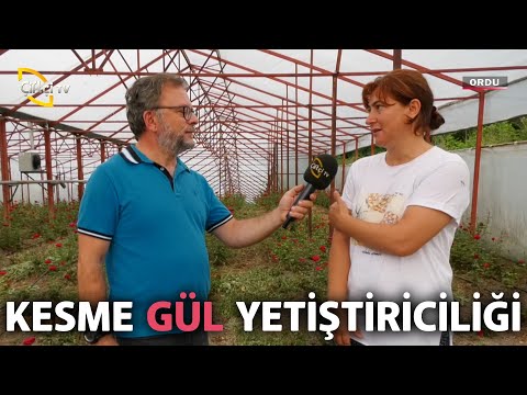 , title : 'Kesme Gül Yetiştiriciliği - Bizim Köy'