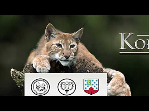 KŁ Ryś reintrodukcja bażanta 2017