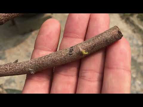 Mai vàng miền Bắc ngày 15-2 al